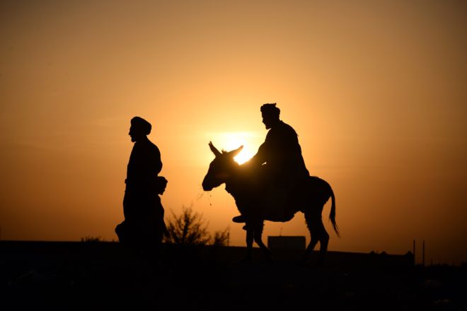 تصویر از طالبان چهار الاغ را در غور ‘تیرباران’ کردند
